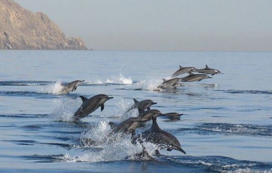 Dolphin watching